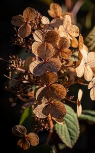 Preview wallpaper hydrangea, flowers, plant, macro, dry