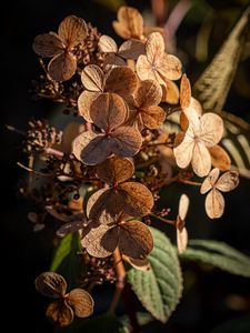 Preview wallpaper hydrangea, flowers, plant, macro, dry