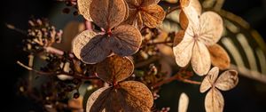 Preview wallpaper hydrangea, flowers, plant, macro, dry