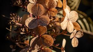 Preview wallpaper hydrangea, flowers, plant, macro, dry