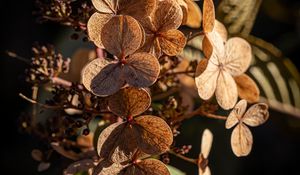 Preview wallpaper hydrangea, flowers, plant, macro, dry