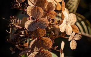 Preview wallpaper hydrangea, flowers, plant, macro, dry