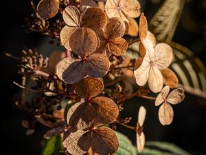 Preview wallpaper hydrangea, flowers, plant, macro, dry