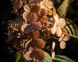 Preview wallpaper hydrangea, flowers, plant, macro, dry