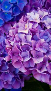 Preview wallpaper hydrangea, flowers, purple, petals