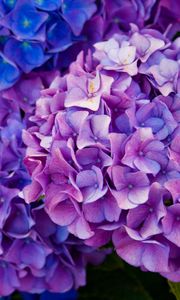 Preview wallpaper hydrangea, flowers, purple, petals