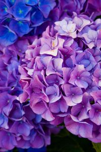 Preview wallpaper hydrangea, flowers, purple, petals