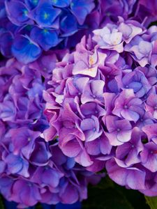 Preview wallpaper hydrangea, flowers, purple, petals