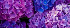 Preview wallpaper hydrangea, flowers, purple, petals