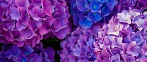 Preview wallpaper hydrangea, flowers, purple, petals