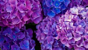 Preview wallpaper hydrangea, flowers, purple, petals