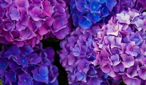 Preview wallpaper hydrangea, flowers, purple, petals