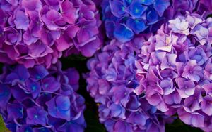 Preview wallpaper hydrangea, flowers, purple, petals