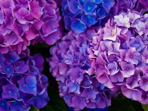 Preview wallpaper hydrangea, flowers, purple, petals