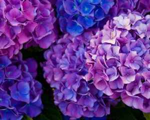 Preview wallpaper hydrangea, flowers, purple, petals