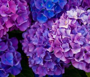 Preview wallpaper hydrangea, flowers, purple, petals