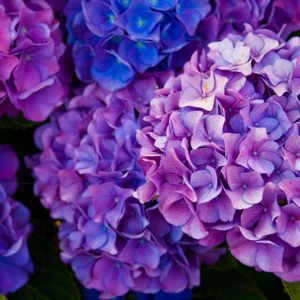 Preview wallpaper hydrangea, flowers, purple, petals