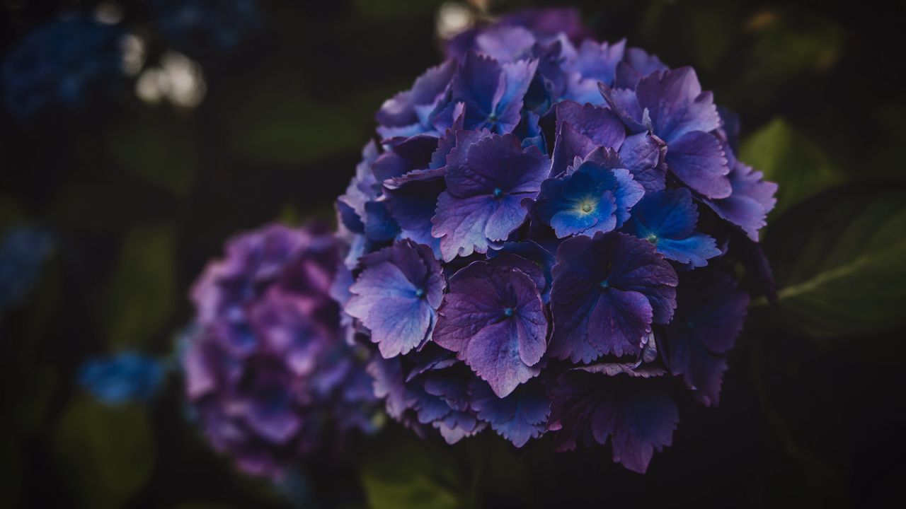 Wallpaper hydrangea, flowers, purple, inflorescence, macro