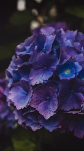 Preview wallpaper hydrangea, flowers, purple, inflorescence, macro