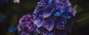 Preview wallpaper hydrangea, flowers, purple, inflorescence, macro