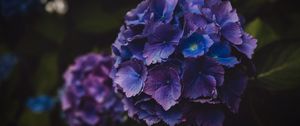 Preview wallpaper hydrangea, flowers, purple, inflorescence, macro