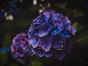 Preview wallpaper hydrangea, flowers, purple, inflorescence, macro