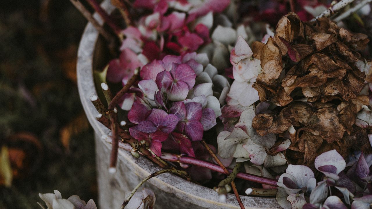 Wallpaper hydrangea, flowers, purple, bucket