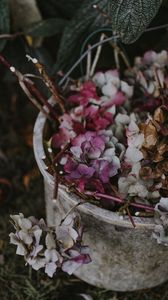 Preview wallpaper hydrangea, flowers, purple, bucket
