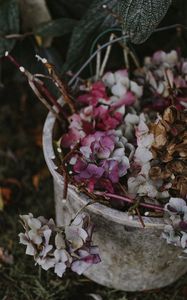 Preview wallpaper hydrangea, flowers, purple, bucket