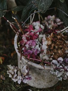 Preview wallpaper hydrangea, flowers, purple, bucket