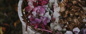 Preview wallpaper hydrangea, flowers, purple, bucket