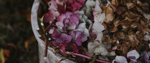 Preview wallpaper hydrangea, flowers, purple, bucket