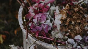 Preview wallpaper hydrangea, flowers, purple, bucket