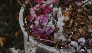 Preview wallpaper hydrangea, flowers, purple, bucket