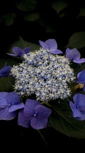 Preview wallpaper hydrangea, flowers, purple, plant, macro