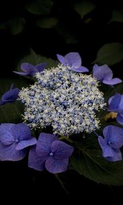 Preview wallpaper hydrangea, flowers, purple, plant, macro