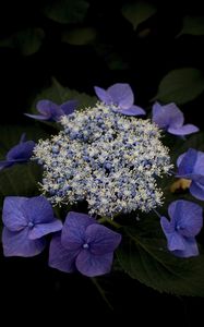 Preview wallpaper hydrangea, flowers, purple, plant, macro