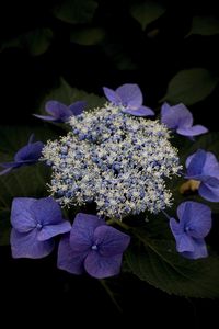 Preview wallpaper hydrangea, flowers, purple, plant, macro