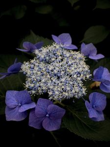 Preview wallpaper hydrangea, flowers, purple, plant, macro