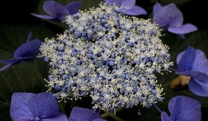Preview wallpaper hydrangea, flowers, purple, plant, macro