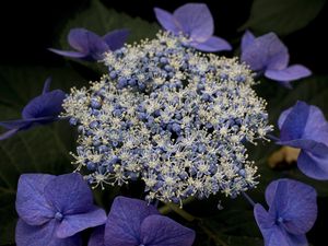 Preview wallpaper hydrangea, flowers, purple, plant, macro