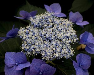 Preview wallpaper hydrangea, flowers, purple, plant, macro