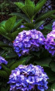 Preview wallpaper hydrangea, flowers, shrubs, flowering, leaves, herbs