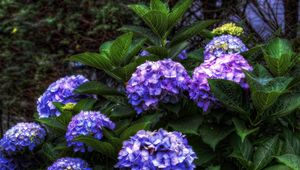 Preview wallpaper hydrangea, flowers, shrubs, flowering, leaves, herbs