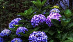 Preview wallpaper hydrangea, flowers, shrubs, flowering, leaves, herbs