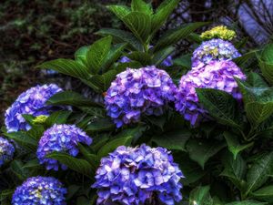 Preview wallpaper hydrangea, flowers, shrubs, flowering, leaves, herbs