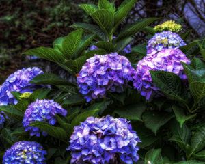 Preview wallpaper hydrangea, flowers, shrubs, flowering, leaves, herbs