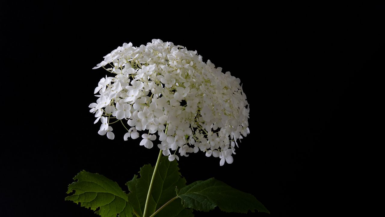 Wallpaper hydrangea, flowers, vase, black