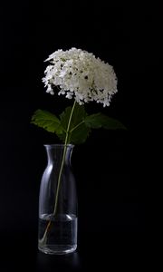 Preview wallpaper hydrangea, flowers, vase, black