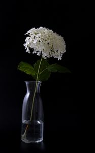 Preview wallpaper hydrangea, flowers, vase, black